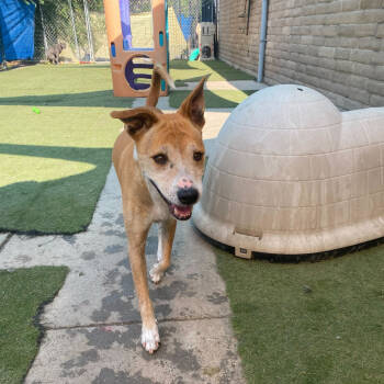 Rescue Mixed Breed Dogs for Adoption in Grand Junction, Colorado - Ringer | PetCurious