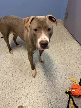 Mako -  Pit Bull Terrier and Mixed Breed Dog for Adoption in Columbus, Indiana - Mako | PetCurious