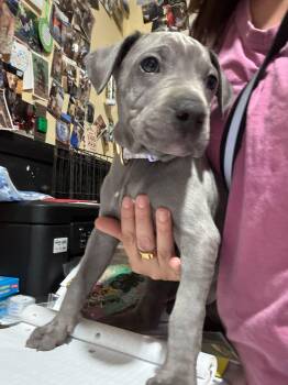 Blu -  Mixed Breed Dog for Adoption in Huntsville, Alabama - Blu | PetCurious