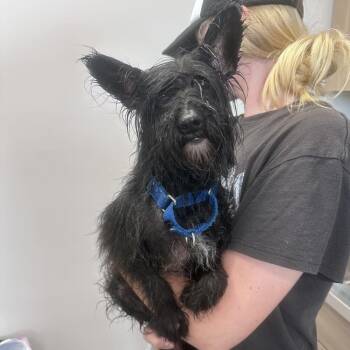 Zuzu -  Miniature Schnauzer and Mixed Breed Dog for Adoption in Mount Vernon, Indiana - Zuzu | PetCurious
