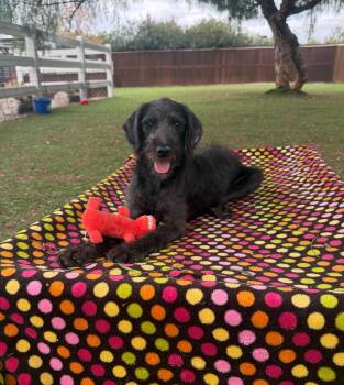 Raven -  Goldendoodle Dog for Adoption in Temecula, California - Raven | PetCurious