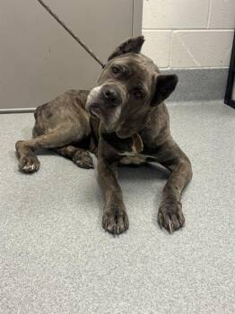 AUTUMN -  Cane Corso and Mixed Breed Dog for Adoption in Indianapolis, Indiana - AUTUMN | PetCurious