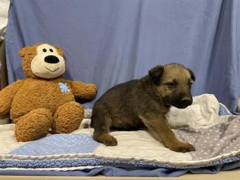 German Shepherd Dog and Belgian Shepherd Malinois Dogs Available for Adoption in Modesto, California - A609175 | PetCurious