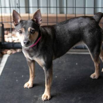 Seeker (AG26-25) -  Rat Terrier Dog for Adoption in Peyton, Colorado - Seeker (AG26-25) | PetCurious