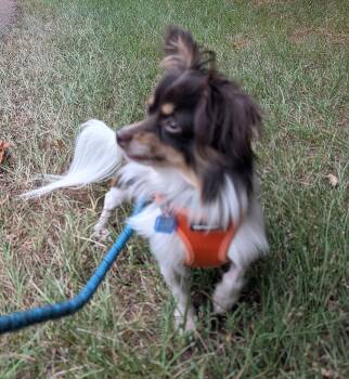 Joey -  Chihuahua and Pomeranian Dog for Adoption in Pittsboro, North Carolina - Joey | PetCurious