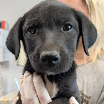 Clarinet -  Labrador Retriever and Terrier Dog for Adoption in Cleveland, Mississippi - Clarinet | PetCurious