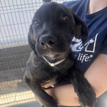 Jelly -  Labrador Retriever and Mixed Breed Dog for Adoption in Hawthorne, California - Jelly | PetCurious