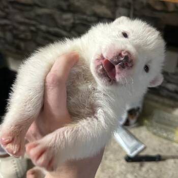 Polar Bear -  Husky and Australian Shepherd Dog for Adoption in Phoenix, Arizona - Polar Bear | PetCurious