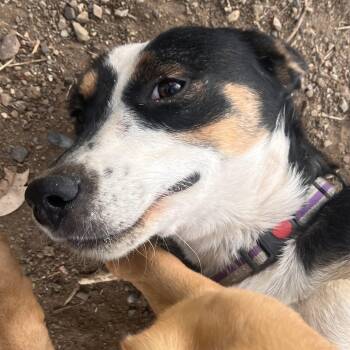 Ms. Gorgeous Cassie "Glasses" -  Mcnab and Wire Fox Terrier Dog for Adoption in Ridgefield, Washington - Ms. Gorgeous Cassie "Glasses" | PetCurious