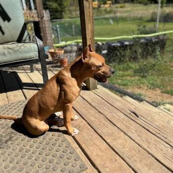 Rescue American Bully Dogs for Adoption in Ortonville, Michigan - Charlie *Courtesy Post* | PetCurious