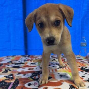 Mixed Breed Dogs Available for Adoption - London | PetCurious