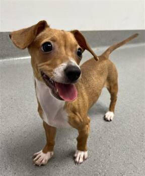 CLARA -  Dachshund and Chihuahua Dog for Adoption in San Francisco, California - CLARA | PetCurious