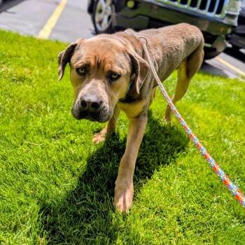 Krill -  Mixed Breed Dog for Adoption in Walker, Michigan - Krill | PetCurious