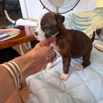Tiffany -  Mixed Breed Dog for Adoption in Frederiksted, St. Croix - Tiffany | PetCurious