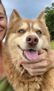 Sierra -  Husky Dog for Adoption in Clarkesville, Georgia - Sierra | PetCurious