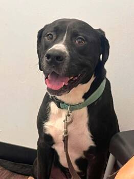 Claude -  American Bully Dog for Adoption in Acworth, Georgia - Claude | PetCurious