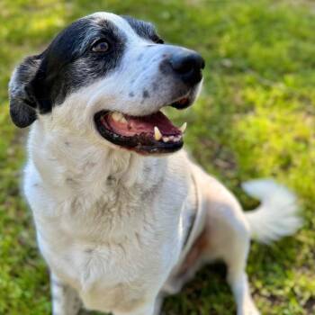 Rescue Great Pyrenees and Border Collie Dogs for Adoption - Henry | PetCurious