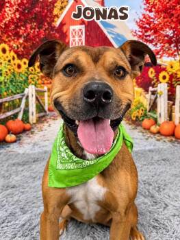 Jonas -  Mixed Breed Dog for Adoption in Flint, Michigan - Jonas | PetCurious