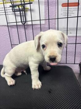 61128670 -  Labrador Retriever and Mixed Breed Dog for Adoption in El Paso, Texas - 61128670 | PetCurious