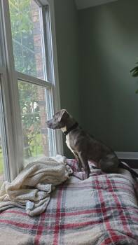 Michele -  Pit Bull Terrier Dog for Adoption in Waterloo, Iowa - Michele | PetCurious