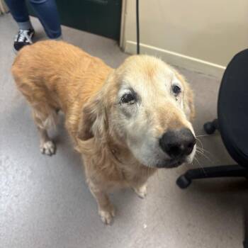 Angel -  Golden Retriever Dog for Adoption in Pasadena, California - Angel | PetCurious