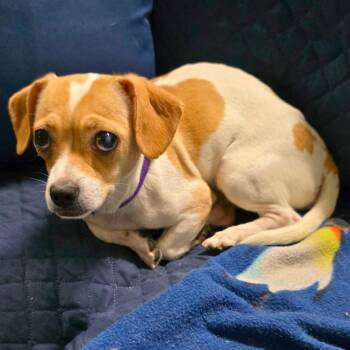Rescue Jack Russell Terrier Dogs for Adoption in New York, New York - Mikycha | PetCurious