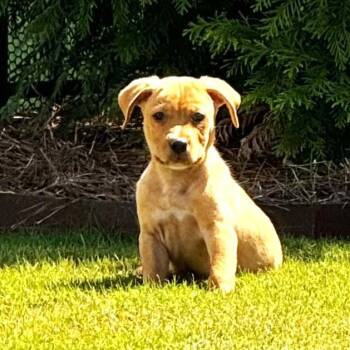 Rescue Labrador Retriever and Pit Bull Terrier Dogs for Adoption in Smithfield, North Carolina - Nugget | PetCurious