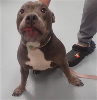 Rescue American Bulldog Dogs for Adoption in St. Cloud, Florida - LUNA | PetCurious