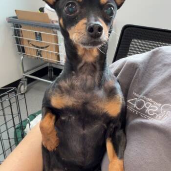 Rescue Miniature Pinscher and Chihuahua Dogs for Adoption in Glenelg, Maryland - Ms. Bella | PetCurious
