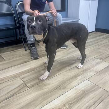 Pit Bull Terrier Dogs Available for Adoption in Newark, New Jersey - Jalen Brunson | PetCurious