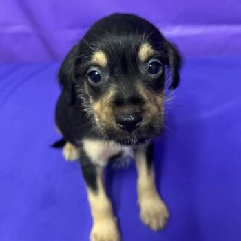 Anchovy -  Terrier and Mixed Breed Dog for Adoption in North Myrtle Beach, South Carolina - Anchovy | PetCurious