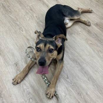 Bojangles -  Shepherd and Mixed Breed Dog for Adoption in Lyndhurst, Virginia - Bojangles | PetCurious