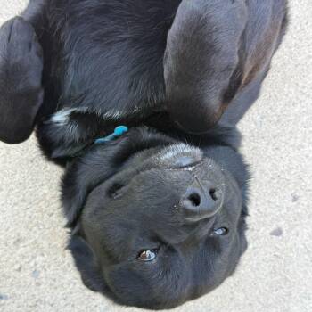 King -  Mixed Breed Dog for Adoption in Owosso, Michigan - King | PetCurious