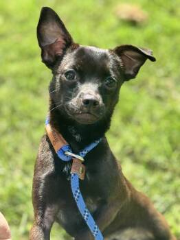 Scooter -  Chihuahua Dog for Adoption in Meherrin, Virginia - Scooter | PetCurious