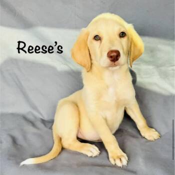 Reeses -  Yellow Labrador Retriever Dog for Adoption in Grand Junction, Colorado - Reeses | PetCurious