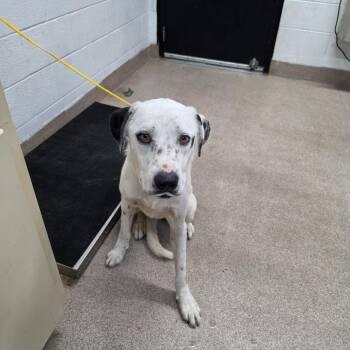 Iris -  Mixed Breed Dog for Adoption in Ardmore, Oklahoma - Iris | PetCurious
