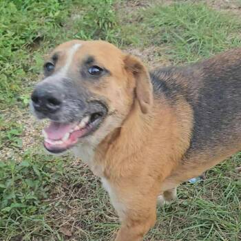 Rescue Mixed Breed Dogs for Adoption in Perryville, Arkansas - Jasmine | PetCurious
