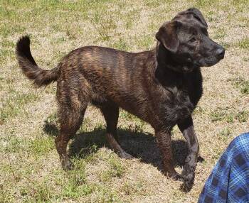 Rescue Labrador Retriever and Chow Chow Dogs for Adoption in Orangeburg, South Carolina - Ash | PetCurious