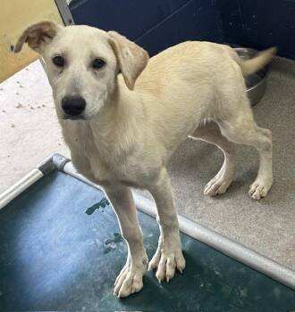 Jane 4 months AVAILABLE 6/17 -  Great Pyrenees Dog for Adoption in Sterling, Massachusetts - Jane 4 Months AVAILABLE 6/17 | PetCurious