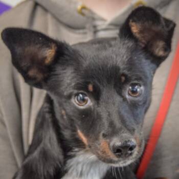 Holi -  Cattle Dog and Dachshund Dog for Adoption in Huntley, Illinois - Holi | PetCurious