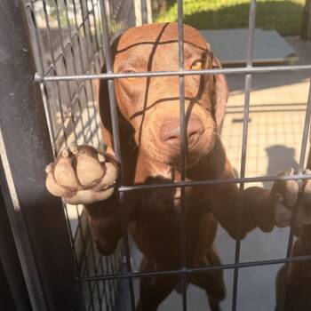 Milo -  German Shorthaired Pointer Dog for Adoption in Columbus, North Carolina - Milo | PetCurious
