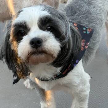 Shih Poo Dogs Available for Adoption - Briley | PetCurious