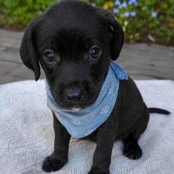 Coal -  Mixed Breed Dog for Adoption in Buffalo, Minnesota - Coal | PetCurious