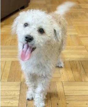 Miniature Poodle and Schnoodle Dogs Available for Adoption - JACK | PetCurious