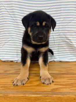 Corduroy -  Labrador Retriever and Mixed Breed Dog for Adoption in Clinton, South Carolina - Corduroy | PetCurious