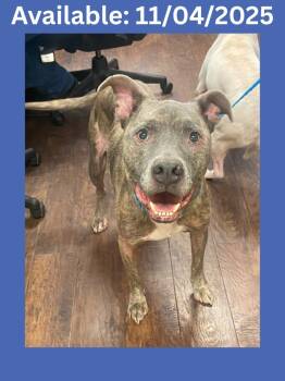 Rescue Pit Bull Terrier and Mixed Breed Dogs for Adoption in Greenville, Texas - Dog Kennel #4 Tech | PetCurious