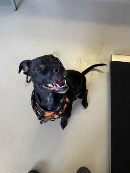 NOLAN -  Pit Bull Terrier and Mixed Breed Dog for Adoption in Santa Cruz, California - NOLAN | PetCurious
