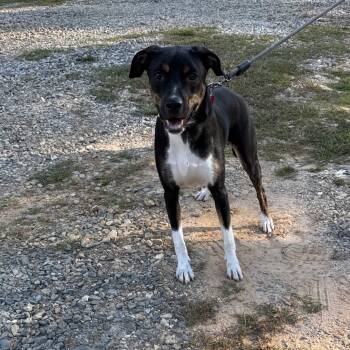 Rescue Mixed Breed Dogs for Adoption in Blairsville, Georgia - Lucky | PetCurious