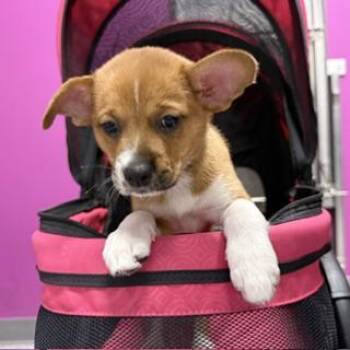 Sandshrew -  Shepherd and Labrador Retriever Dog for Adoption in Aurora, Illinois - Sandshrew | PetCurious