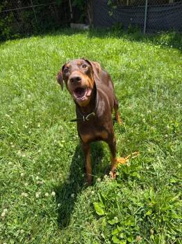 Rodger -  Doberman Pinscher Dog for Adoption in Columbus, Ohio - Rodger | PetCurious
